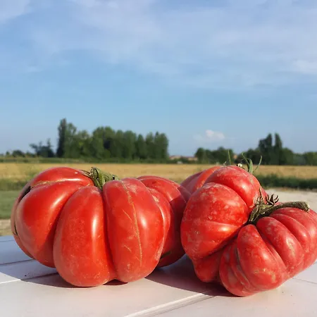 팜스테이 Agriturismo-r&b Corte Dei Gioghi *