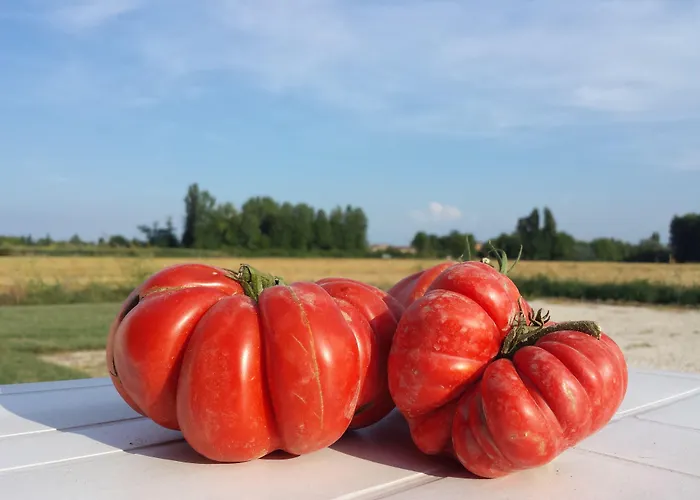 팜스테이 Agriturismo-r&b Corte Dei Gioghi *