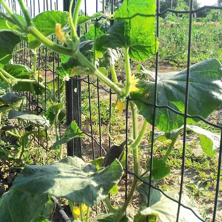 Agriturismo-r&b Corte Dei Gioghi Farm stay