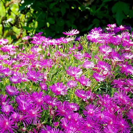 Agriturismo-r&b Corte Dei Gioghi Ferrare