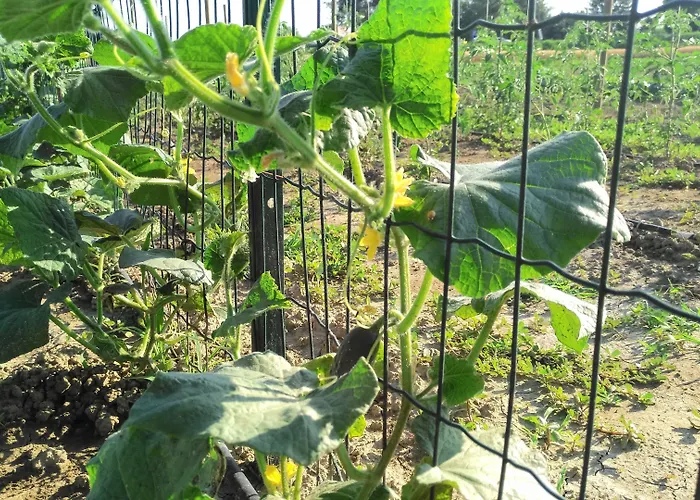 Agriturismo-r&b Corte Dei Gioghi בית חווה