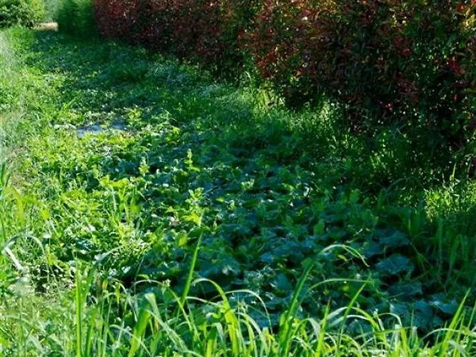 Agriturismo-r&b Corte Dei Gioghi * Ferrara